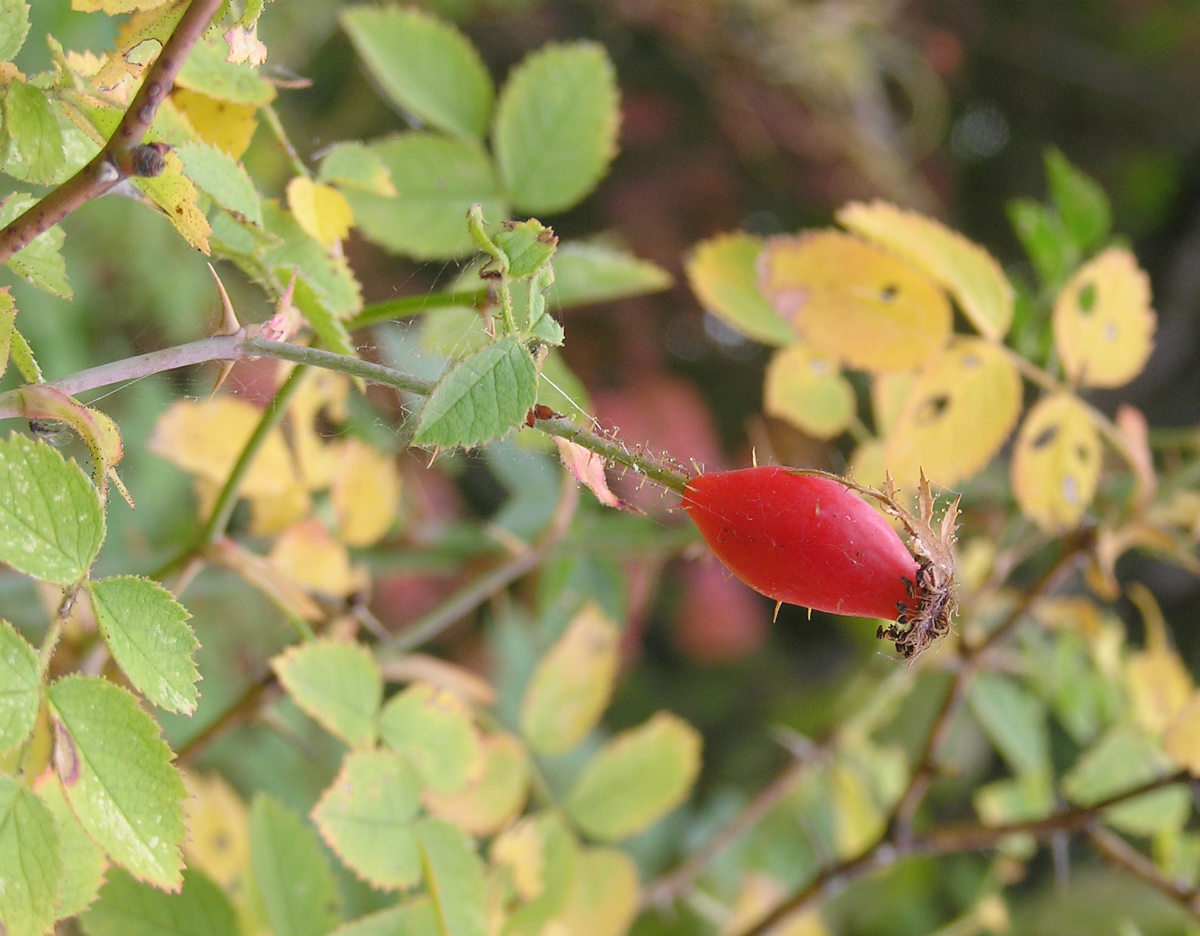 Image of genus Rosa specimen.