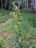 Rumex confertus. Верхушка цветущего растения. Челябинская обл., окр. г. Челябинск, Золотая горка, разнотравная поляна в берёзовом лесу. 30.06.2014.