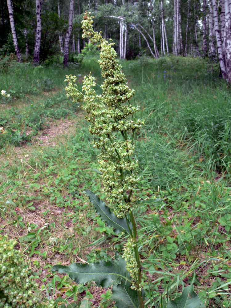 Изображение особи Rumex confertus.