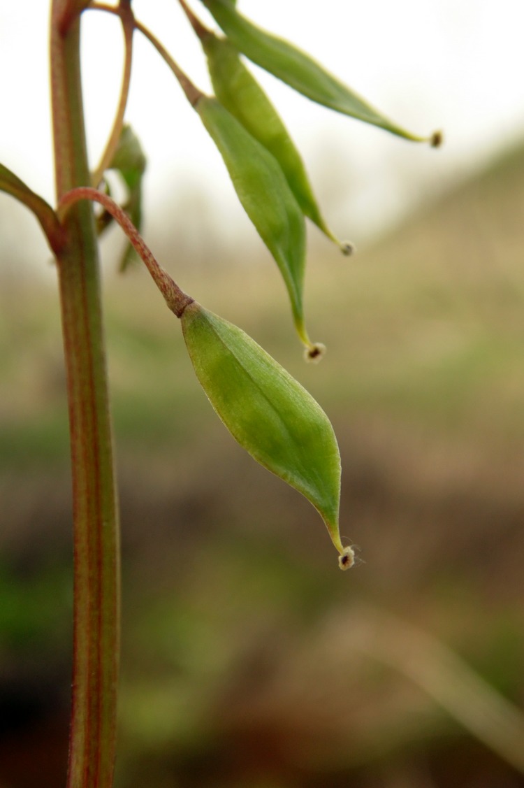 Image of Corydalis solida specimen.