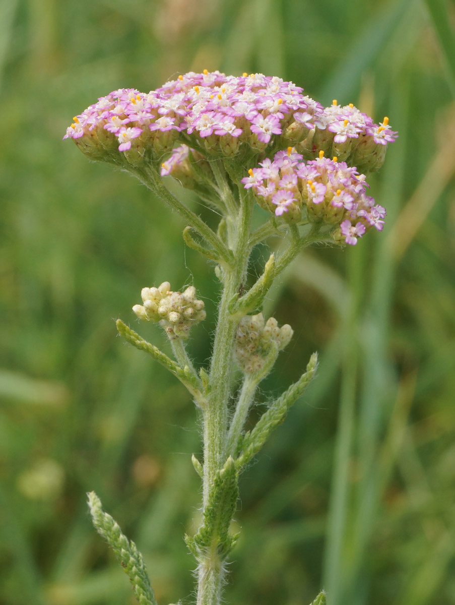 Изображение особи Achillea millefolium.