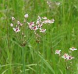 Butomus umbellatus
