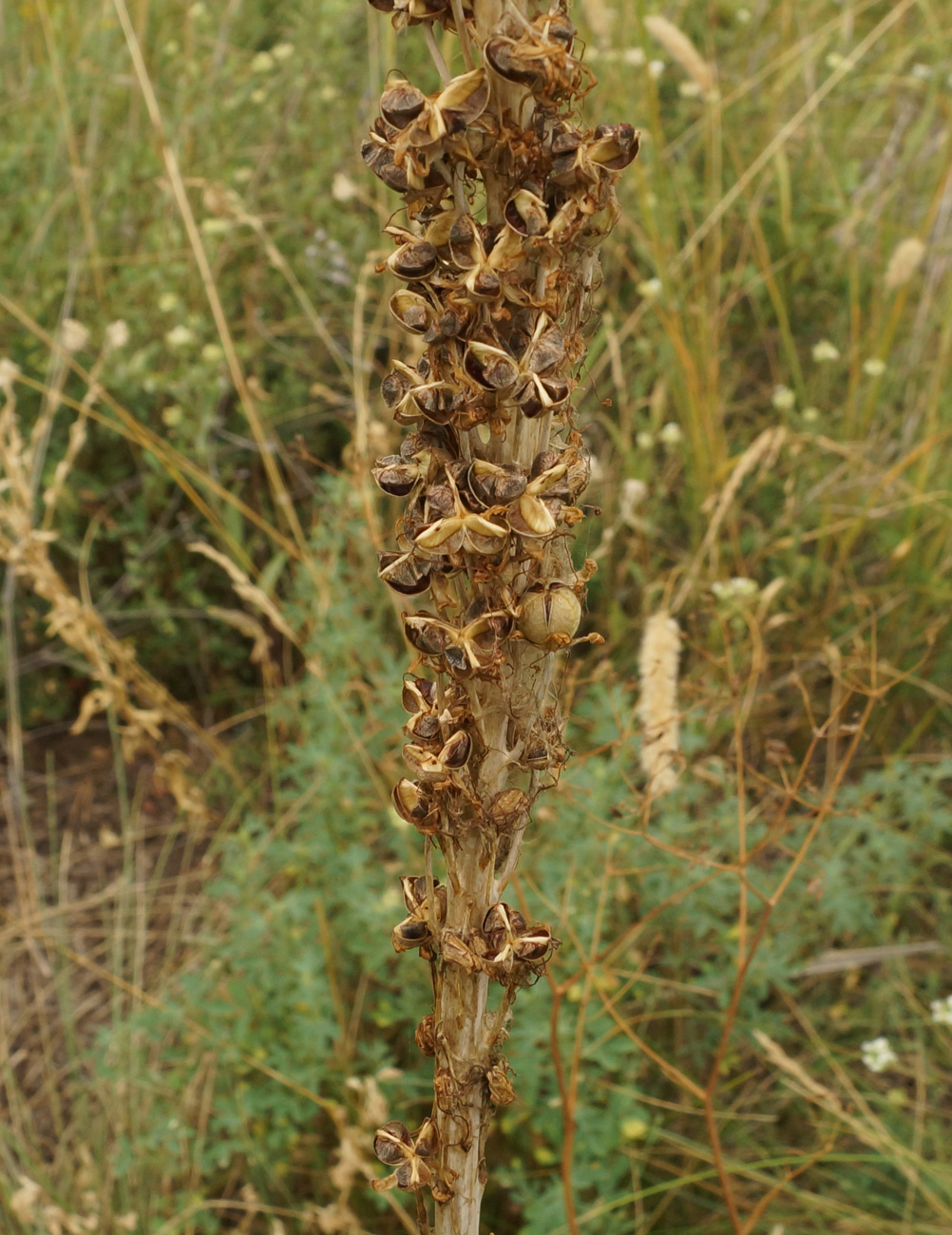 Изображение особи Eremurus altaicus.