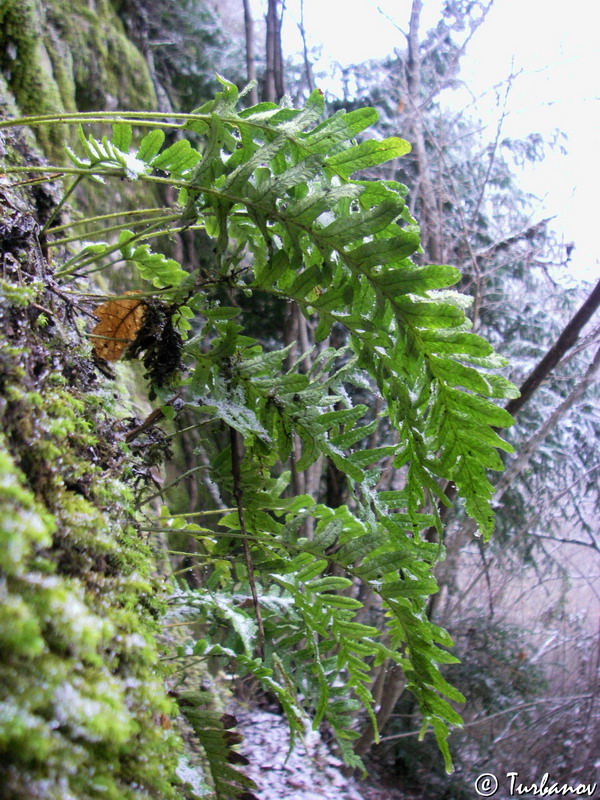 Image of Polypodium vulgare specimen.