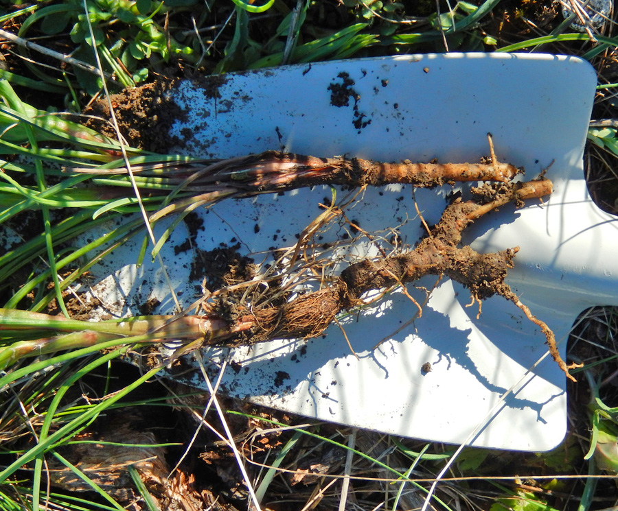 Image of Tragopogon pusillus specimen.