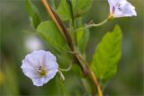 Convolvulus arvensis. Цветок. Ленинградская обл., Ломоносовский р-н, окр. дер. Лопухинка, заросшая разнотравьем обочина трассы. 18.07.2015.