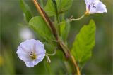 Convolvulus arvensis. Цветок. Ленинградская обл., Ломоносовский р-н, окр. дер. Лопухинка, заросшая разнотравьем обочина трассы. 18.07.2015.