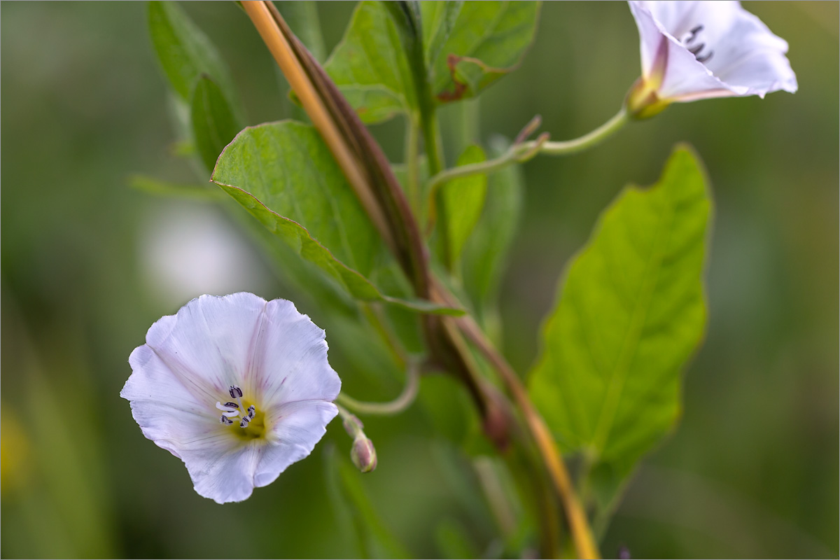 Изображение особи Convolvulus arvensis.