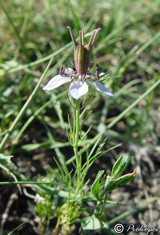 Image of Nigella segetalis specimen.