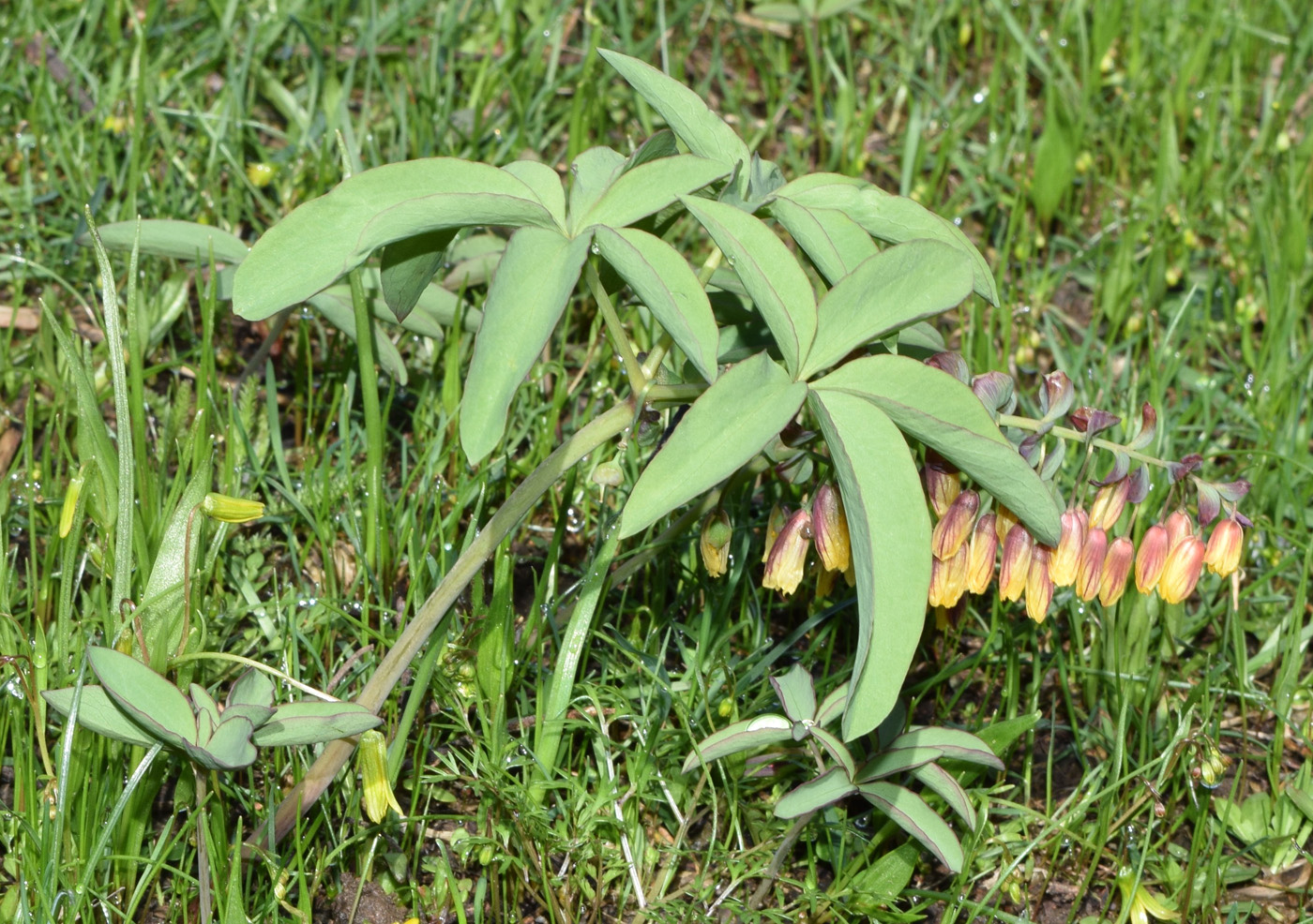 Image of Gymnospermium alberti specimen.