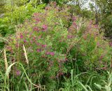 Lespedeza bicolor