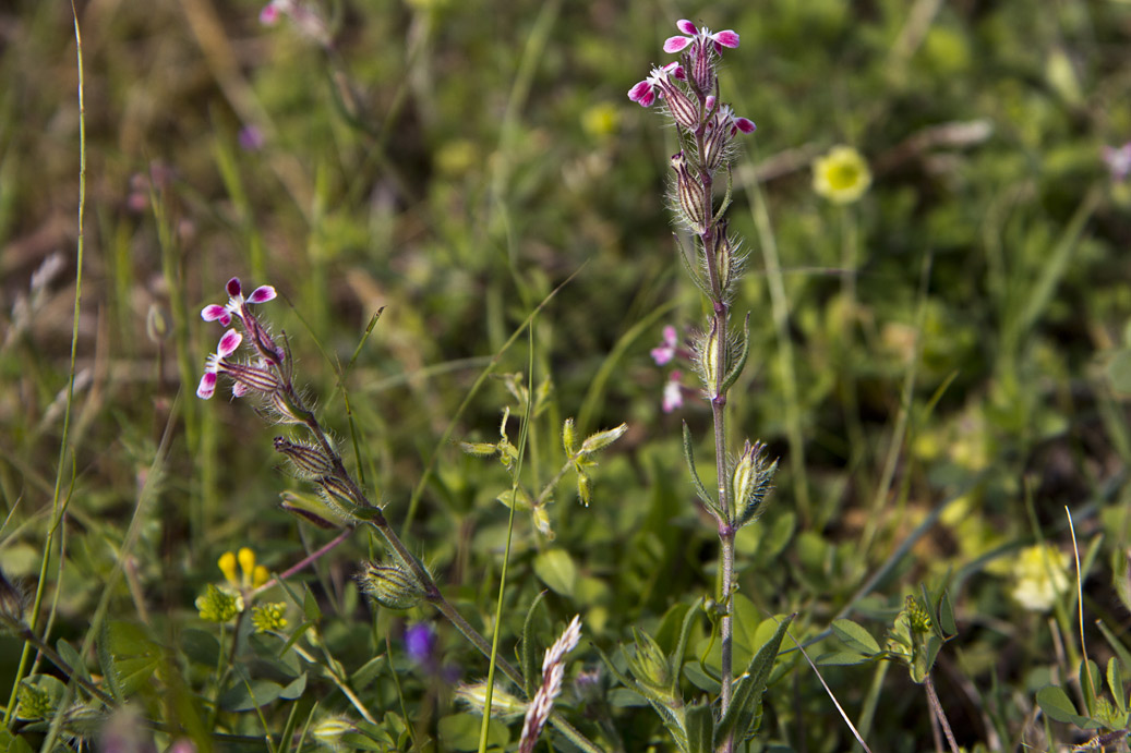 Изображение особи Silene gallica.