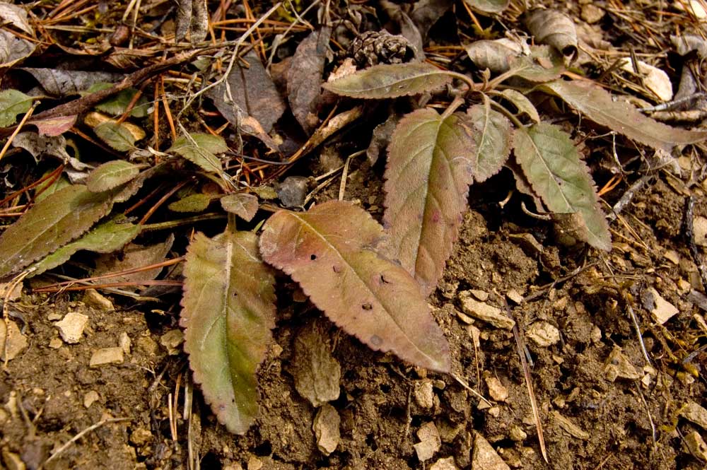 Image of Veronica spicata ssp. bashkiriensis specimen.