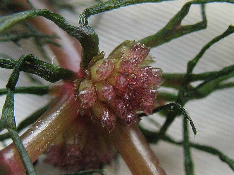 Image of Ceratophyllum demersum specimen.