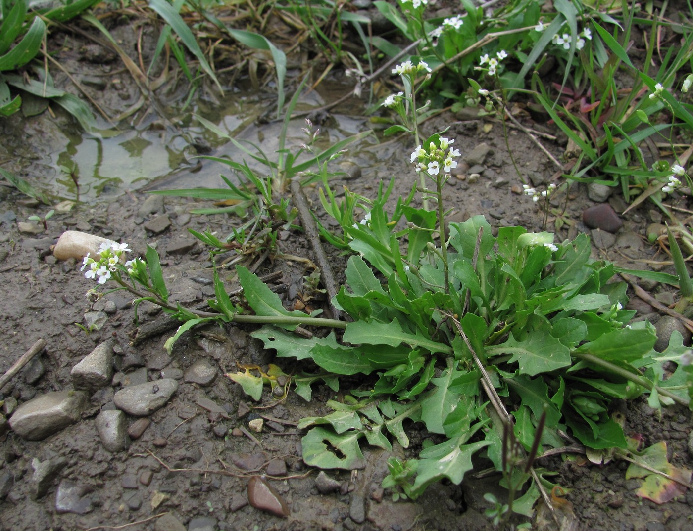 Image of Calepina irregularis specimen.