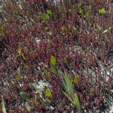 Salicornia perennans