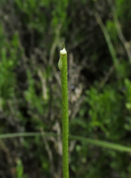 Image of Papaver albiflorum specimen.