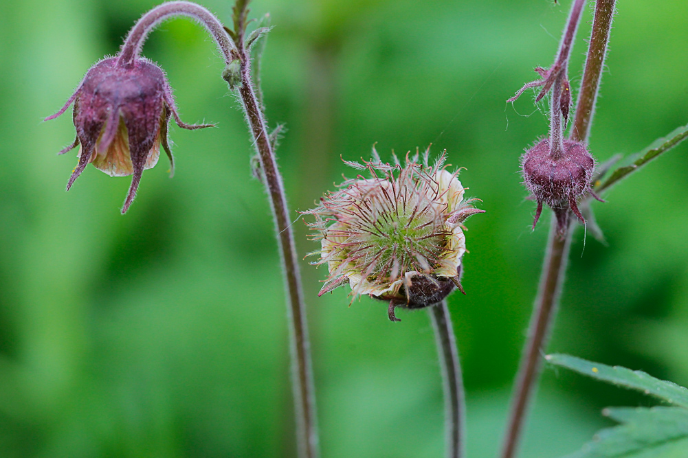 Image of Geum rivale specimen.