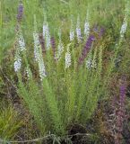 Veronica pinnata