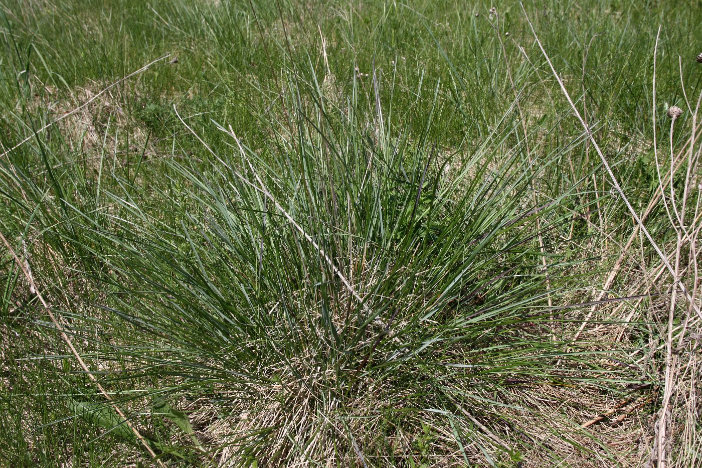Image of Helictotrichon pratense specimen.