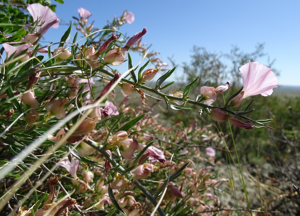 Image of Convolvulus gortschakovii specimen.