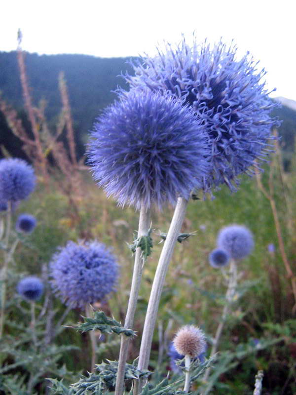 Image of Echinops chantavicus specimen.