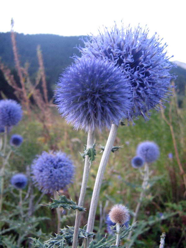 Изображение особи Echinops chantavicus.