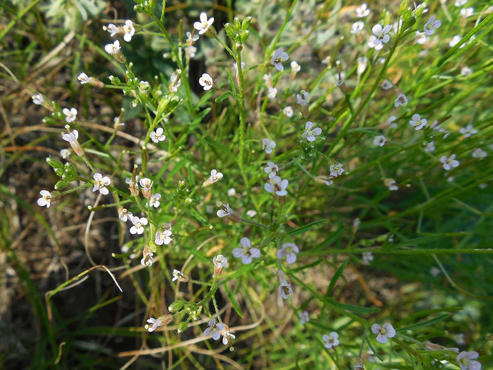 Изображение особи Dontostemon micranthus.