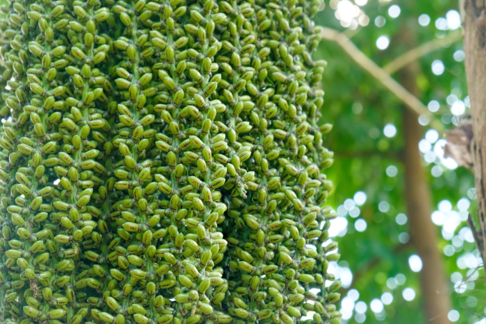 Image of familia Arecaceae specimen.