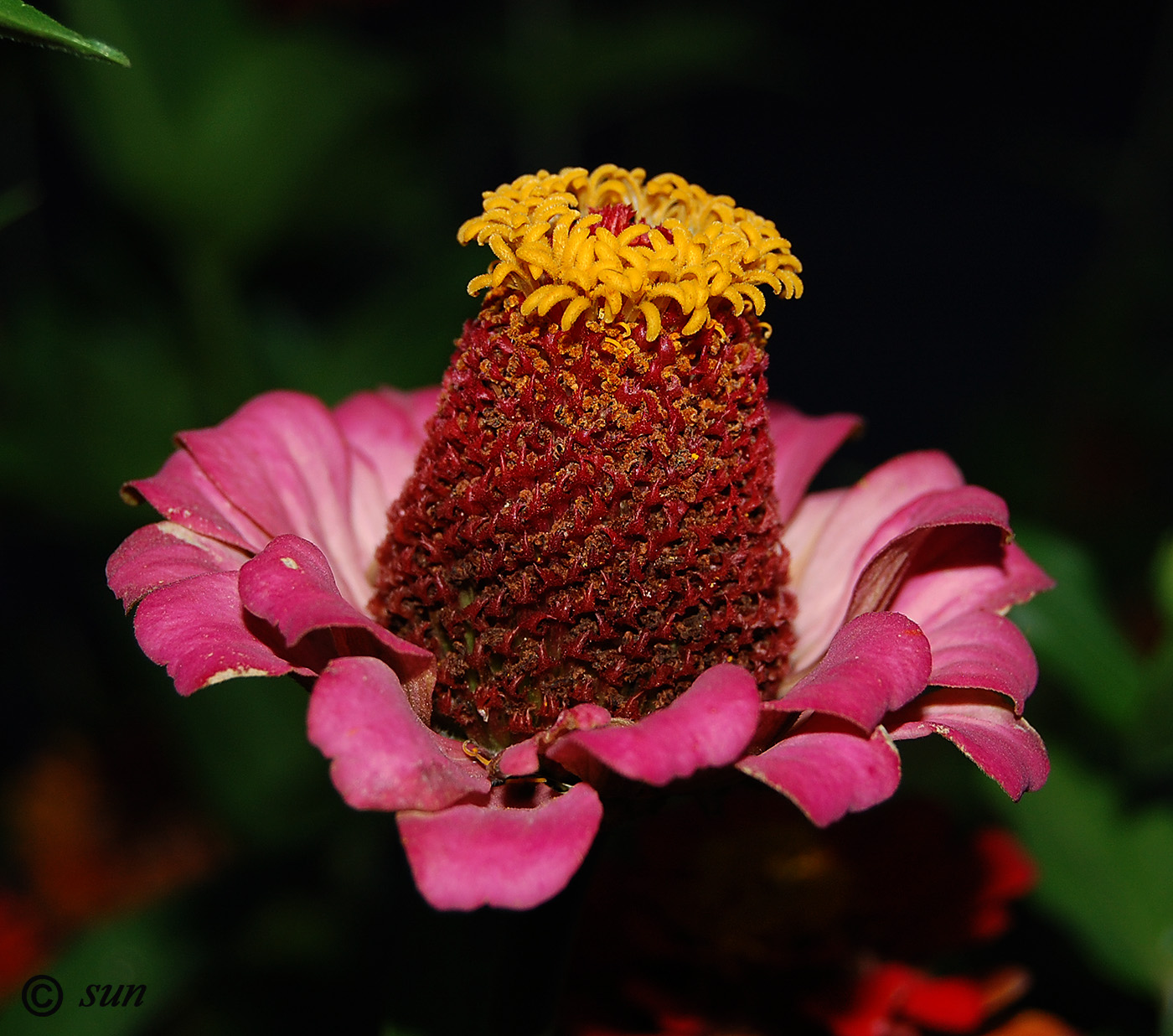 Image of Zinnia elegans specimen.