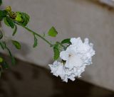 Image of specimen