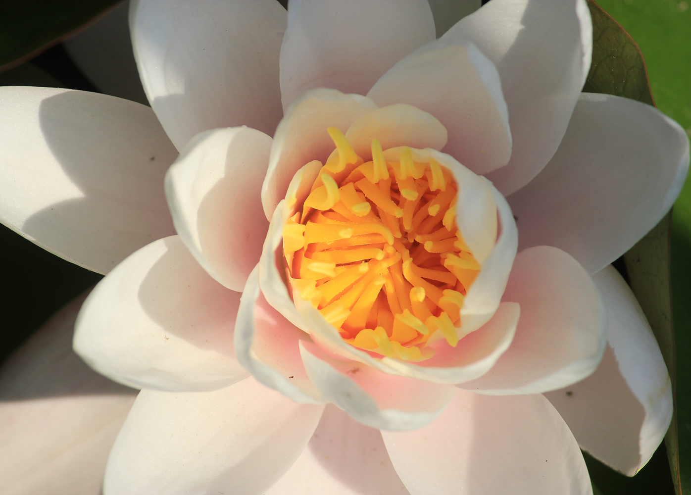 Image of Nymphaea alba specimen.