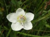 Parnassia palustris. Цветок. Приморье, окр. г. Находка, сырой луг. 28.08.2016.