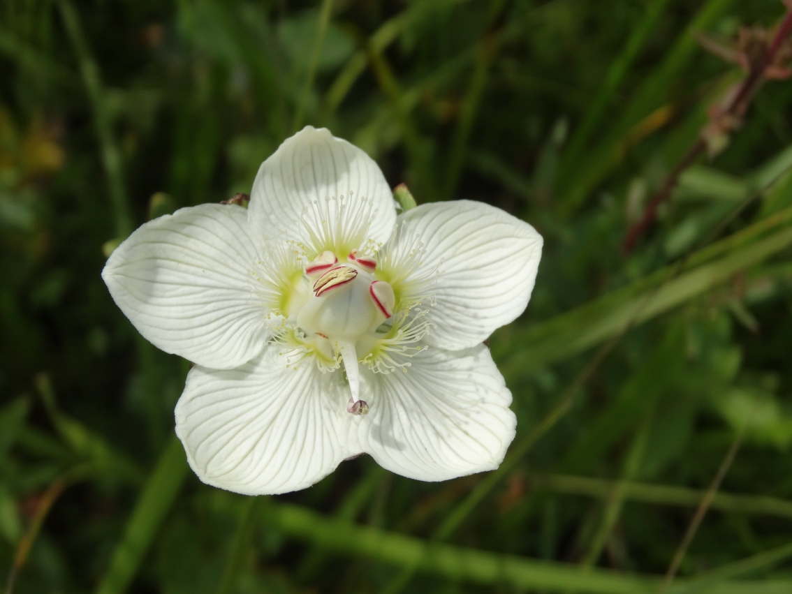 Изображение особи Parnassia palustris.