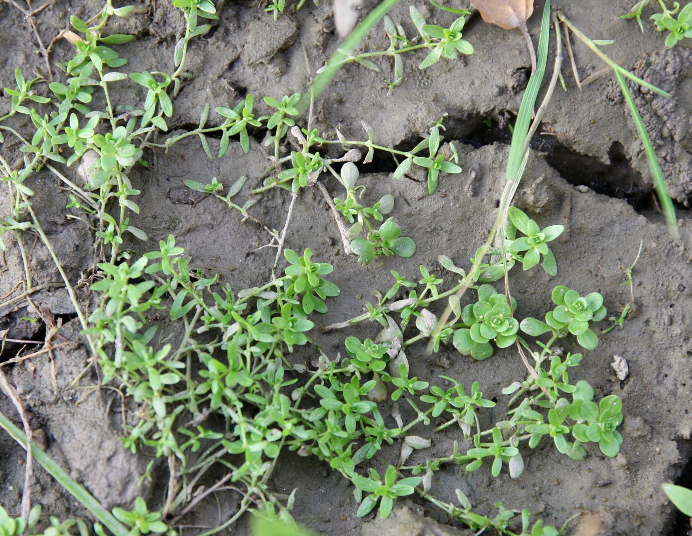 Image of Callitriche palustris specimen.