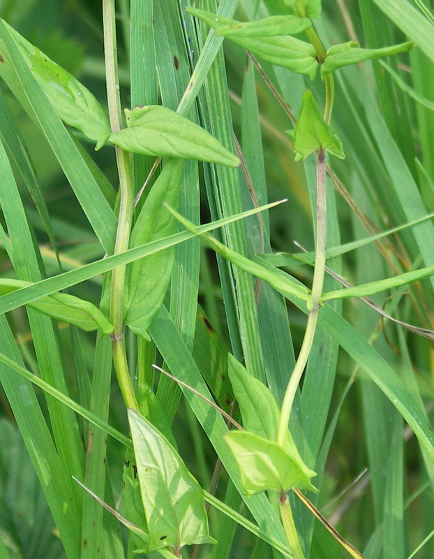 Image of Scutellaria hastifolia specimen.