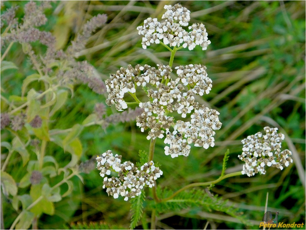 Изображение особи Achillea millefolium.