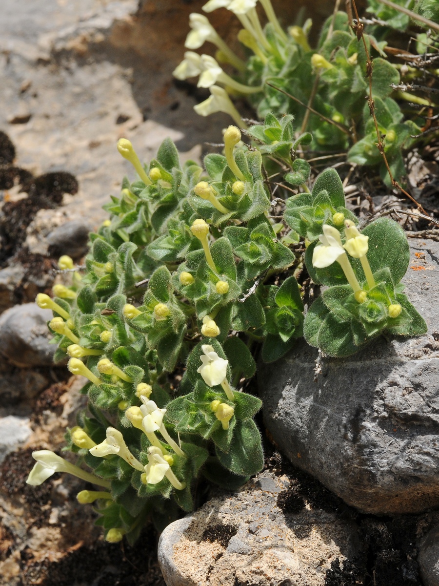 Image of Scutellaria immaculata specimen.