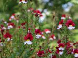 Nemesia strumosa