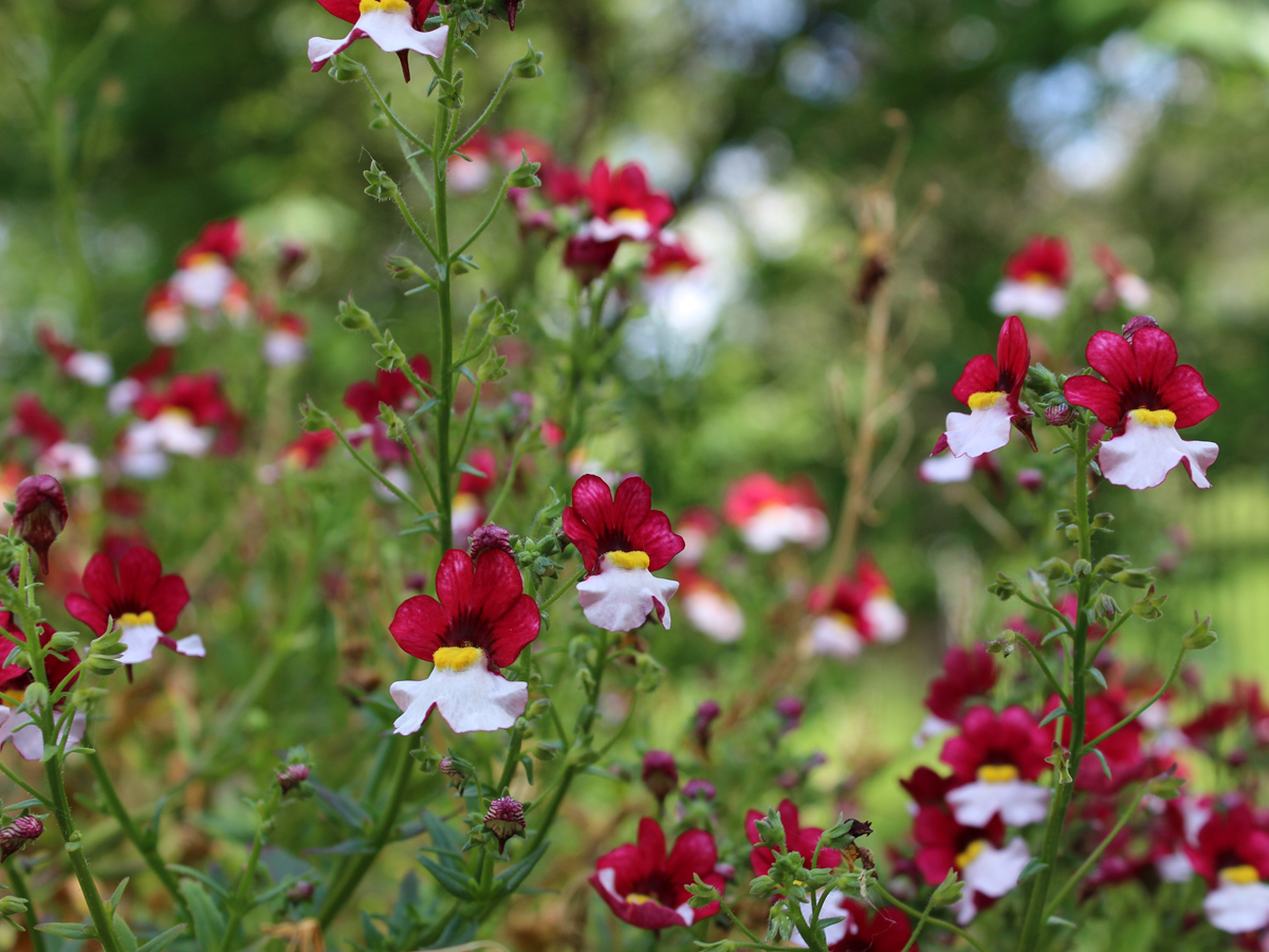 Image of Nemesia strumosa specimen.