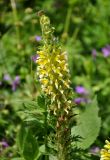 Pedicularis condensata. Верхушка побега с соцветием. Северная Осетия, Ирафский р-н, хребет Танадор, гора Кубус, ≈ 2000 м н.у.м., субальпийский луг. 05.07.2016.