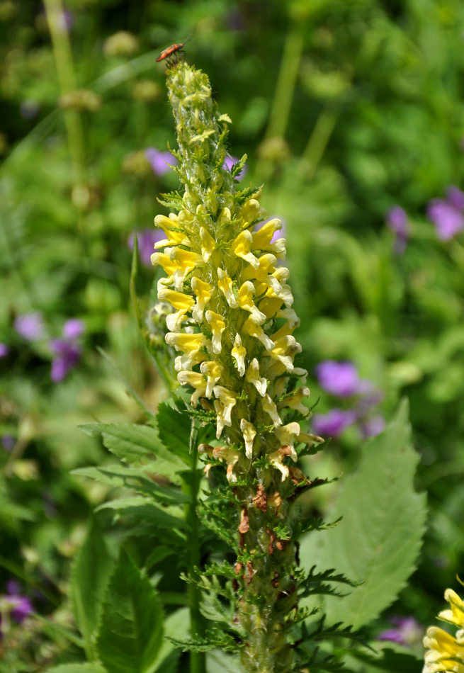 Image of Pedicularis condensata specimen.