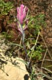 Castilleja rubra