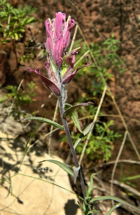 Изображение особи Castilleja rubra.