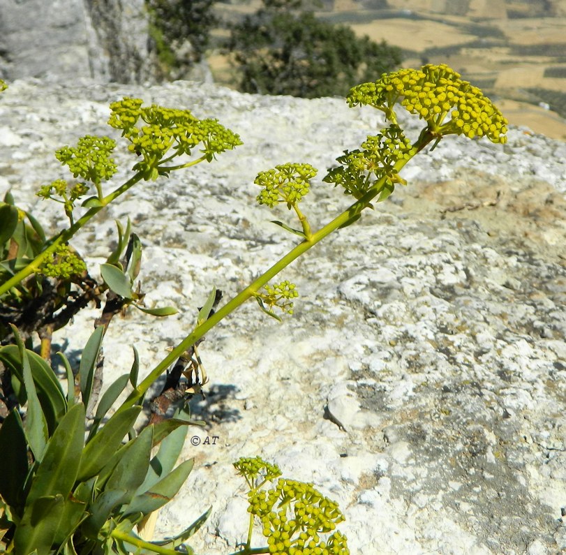 Image of Bupleurum gibraltaricum specimen.
