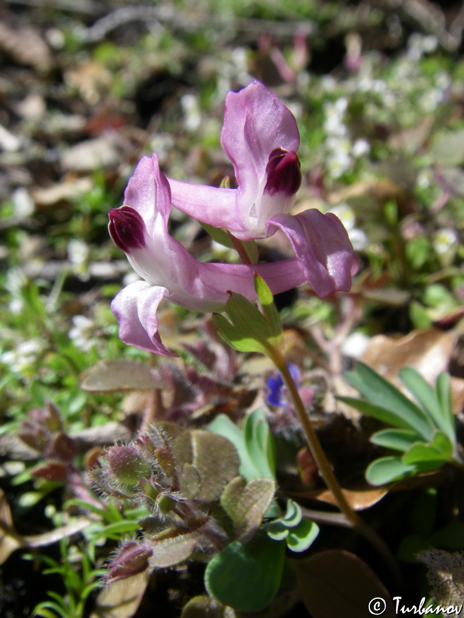 Изображение особи Corydalis paczoskii.