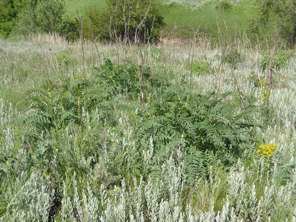 Image of Astragalus ponticus specimen.