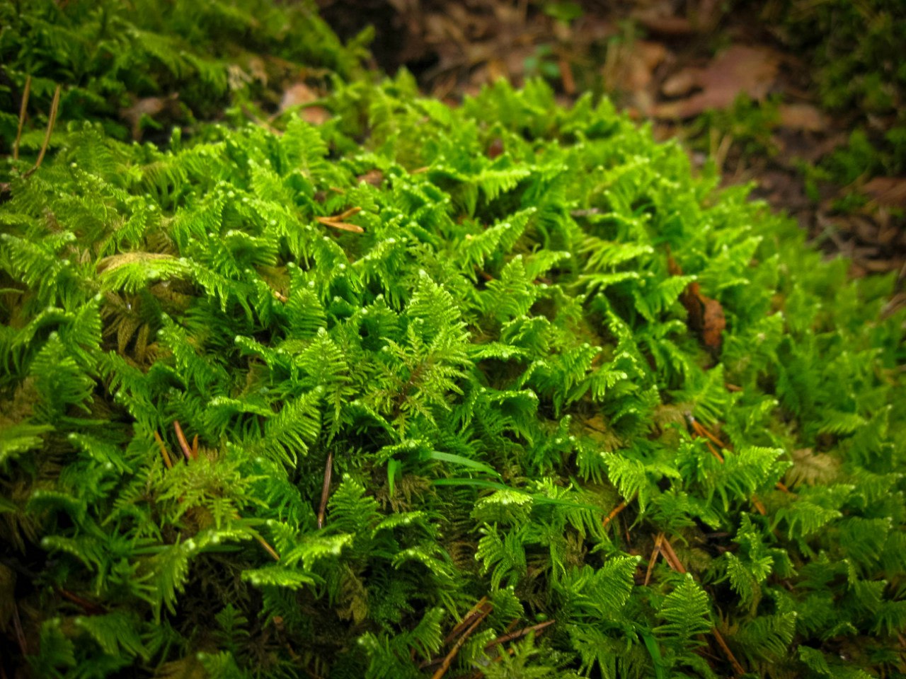 Изображение особи Ptilium crista-castrensis.