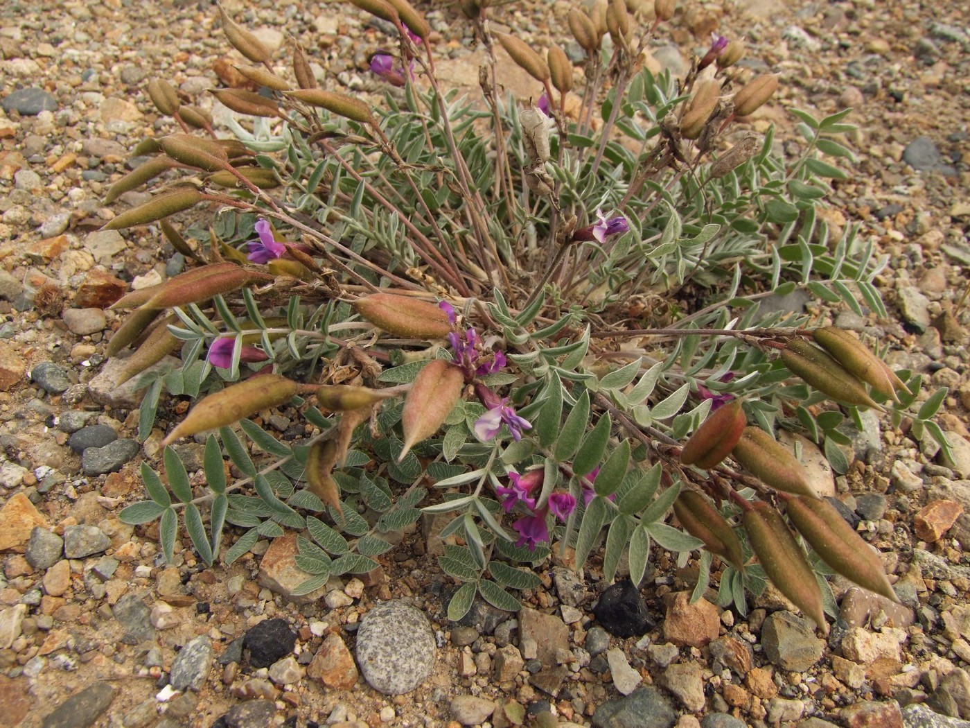 Image of Oxytropis exserta specimen.