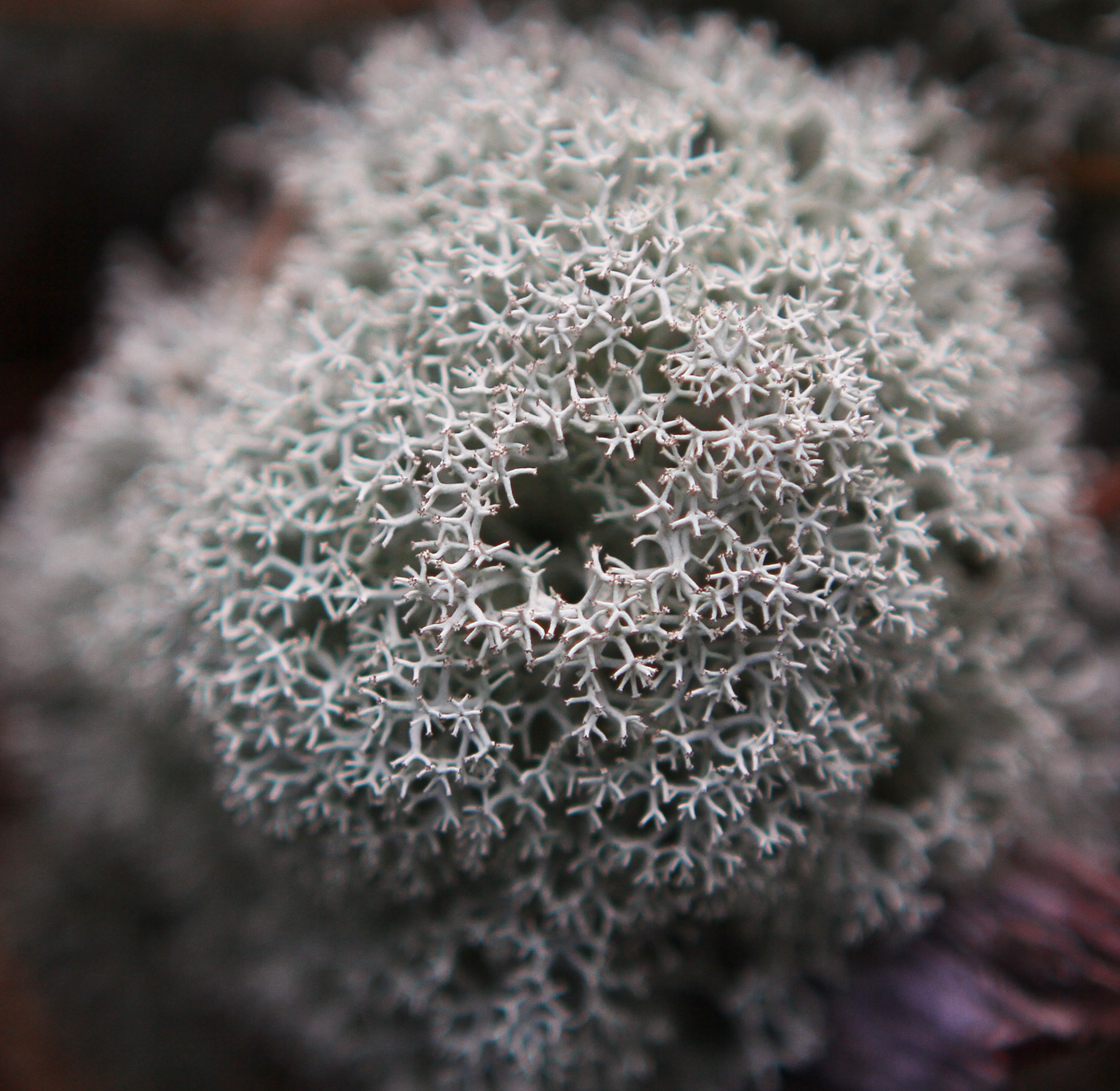 Image of Cladonia stellaris specimen.